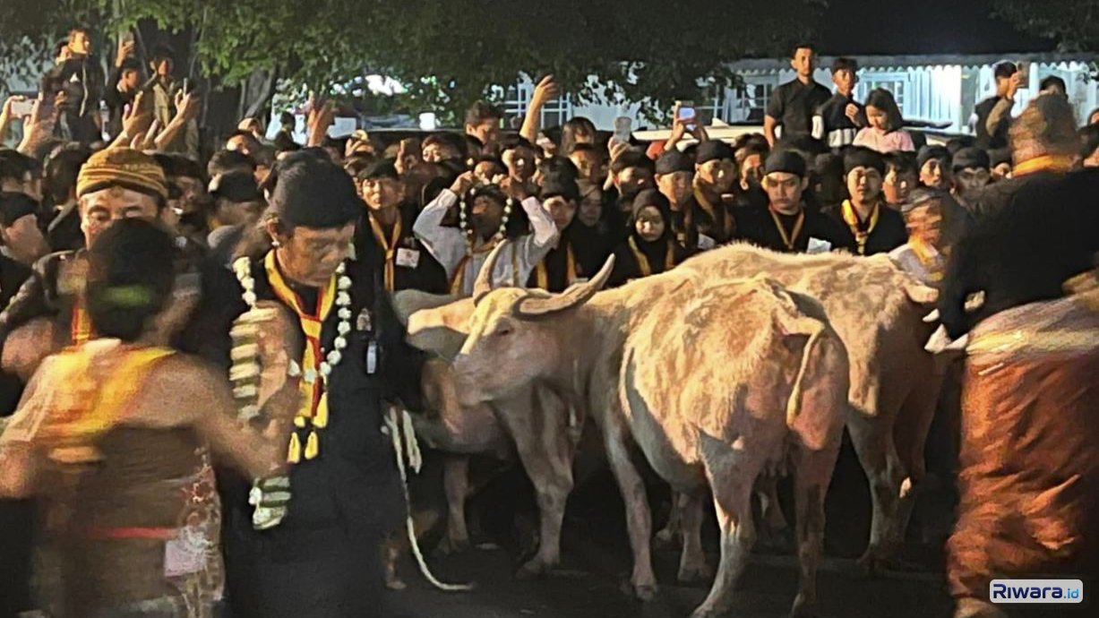 Ribuan warga berjubel menyaksikan kirab 1 Sura di Keraton Surakarta yang diawali oleh sekawanan kerbau pusaka keturunan Kiai Slamet